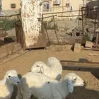 3فران 2انثى 1ذكر السن جذع الموقع محايل عسير  جذع