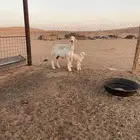 حريه معها خروف