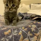 كيتن شيرازي للبيع