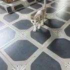 قط للتبني