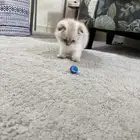 سكوتش صغير.