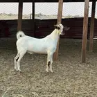مشروع فحل بيشي للبيع في الدمام