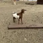 عنز حليب للبيع