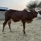 بقر حسيل بلدي