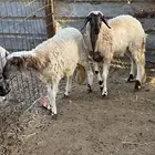 رخال مهجن