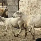 نعجه رفيدي و رخال رفيدي