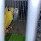 طيور الحب