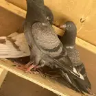 طبات لاكا للبيع