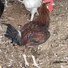 للبيع ديكة بلدي مهجن مع تركي