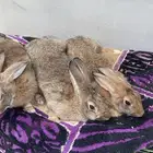 ارانب ايطاليه للبيع