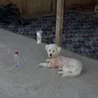 اي كلب لتبني اخذه وعندي مكان خاص