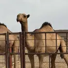 بكره صفرا كفو