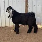 جذع فحل عارضي