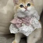 قطة بريطانية بيور