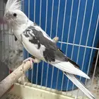 ذكر كروان بايد