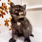 قطط سكوتش فولد ستريت مع الام للتبني