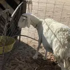 نعجه مقروعه لها ثلاث شهور