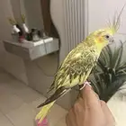 للبيع كروان كوكتيل