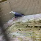 ذكر روز منتج شرط