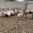 للبيع رخال نعيم