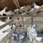 حمام باكستاني