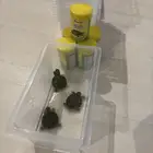 سلاحف برمائيه