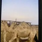 بيع حاشي
