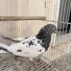 جوز حمام باكستاني تيدي و قولد