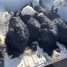 نجد ضحايا خروف و5رخال