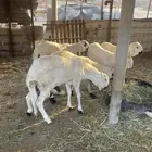 سواكن جبره مربى 4 اشهر شي فاخر