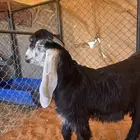 تيس عارضي صنف (مشروع فحل)