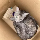 قطه للتبني