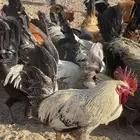 دجاج بلدي إعماره من اربعه شهور لسته شهور العدد 60 ذكور