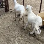 نعجه رفيديه( تم البيع )