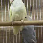 جوز روز منتج