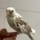 كروان بايد اليف جدا بداية فطام