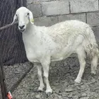 نعجه حايل فل الفل نظيفه واكلها نظيف