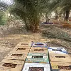 تمر صفري للبيع