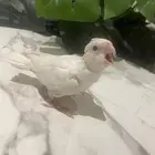 فرخ كروان البينو