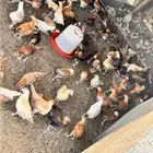 دجاج بلدي