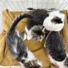 قطط للتبني