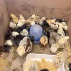 بصابيص دجاج
