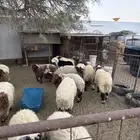 خرفان للبيع جمله