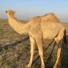حاشي . قعود . حوار . للبيع