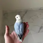 طير روز هدد