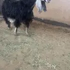 معزا عوارض صنف