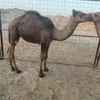 حاشي للبيع