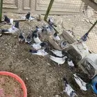 حمام باكستاني طيار