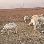 حريات دفيع ومواليد