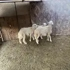 للبيع خرفان ذبايح